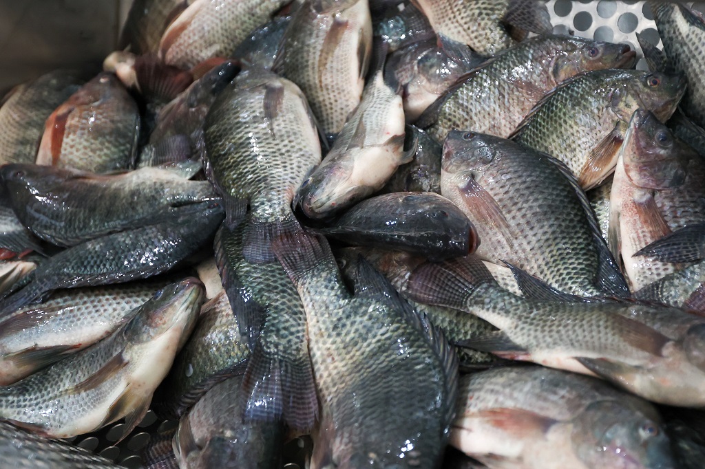 Santa Catarina barra tilápia do Vietnã para proteger produção e sanidade aquícola