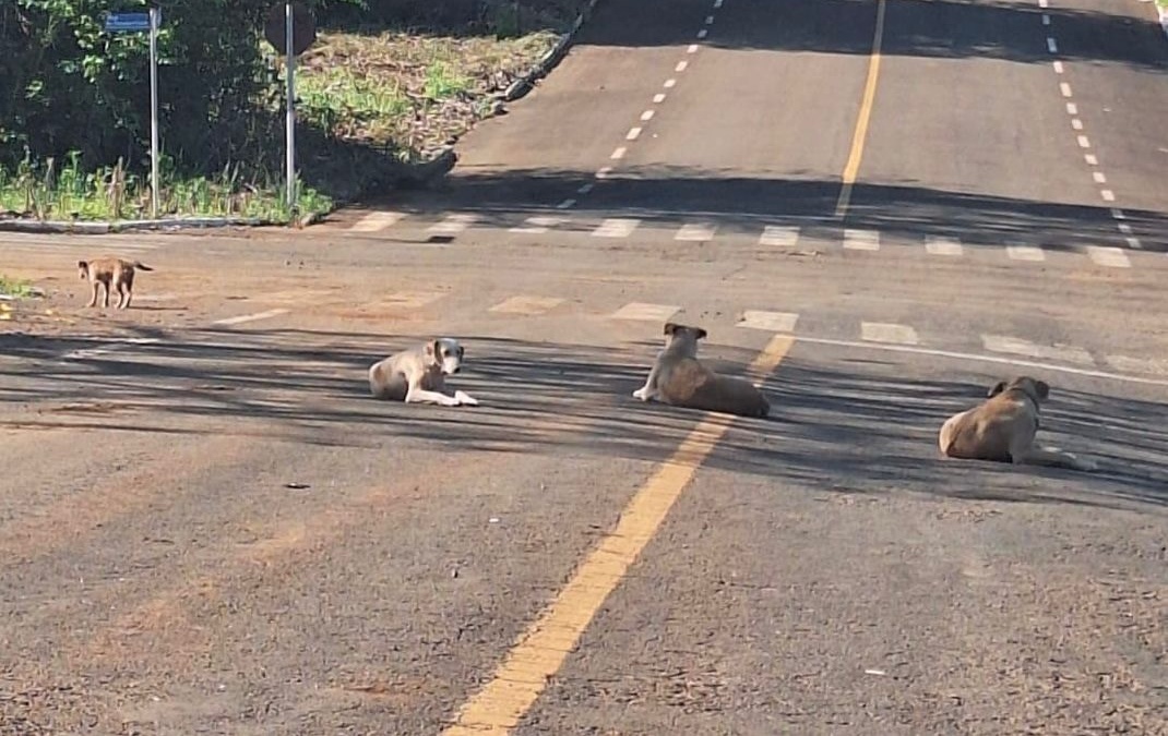 Animais cuidados pela comunidade ganham direitos em Santa Catarina