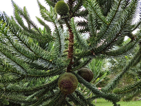 Antes de chegar à mesa, pinhão passa por período de proteção obrigatório em Santa Catarina