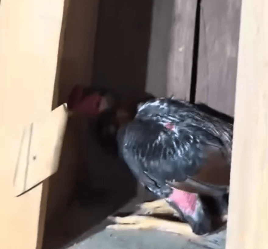 Polícia flagra rinha de galos após denúncia e apreende 27 animais
