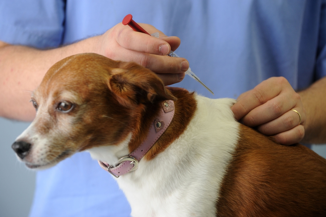 Pinhalzinho promove mutirão gratuito de castração e microchipagem de cães e gatos