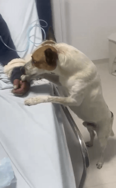 Cachorrinho passa a noite ao lado de dona ferida