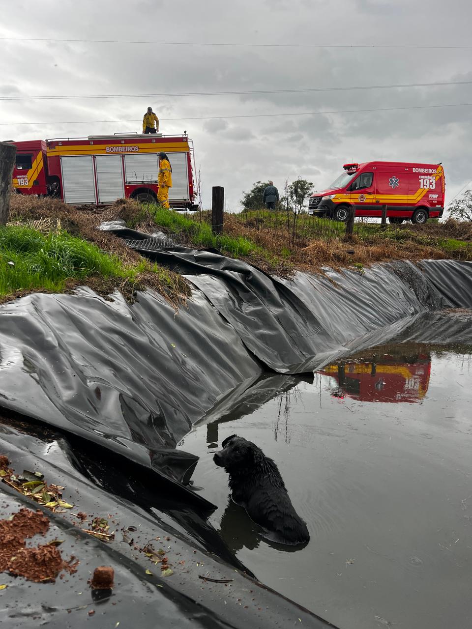 Cão é resgatado de esterqueira pelos Bombeiros em Seara