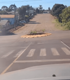 Mandioca cresce em rotatória no município de Abelardo Luz