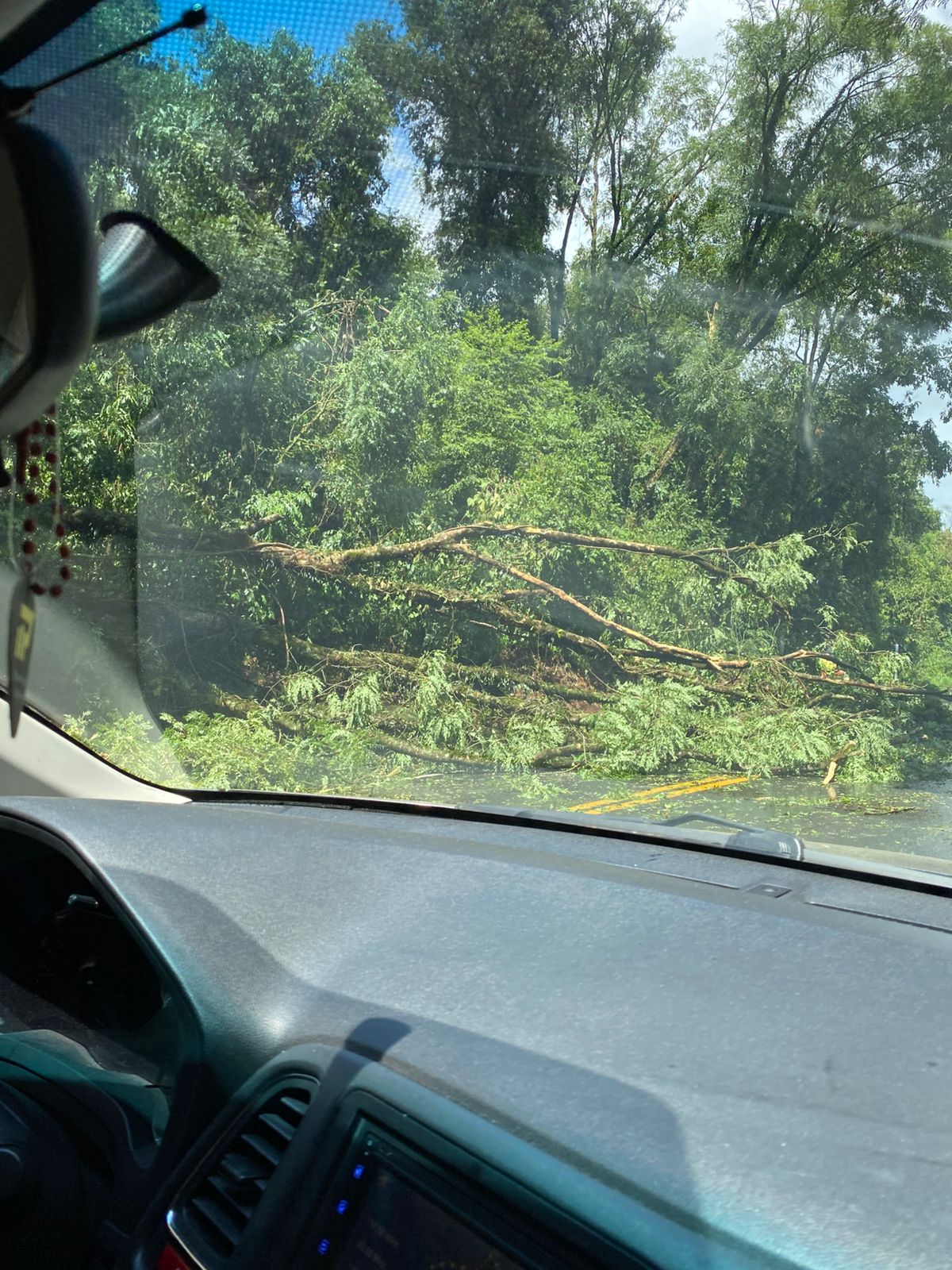 Queda de árvore bloqueia BR-282 em Nova Itaberaba