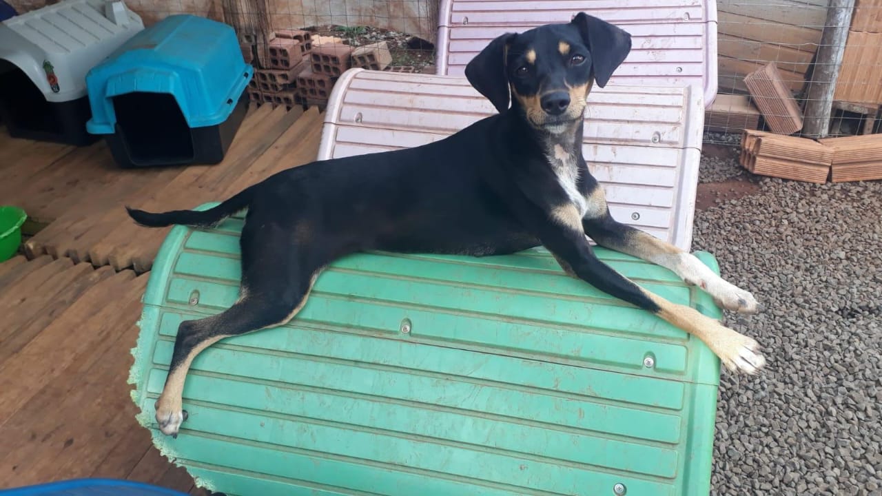 Feira em Modelo busca encontrar novos lares para cães resgatados
