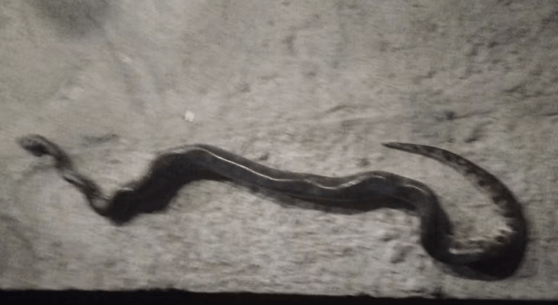 Picado, homem reage e morde sucuri... animal morreu