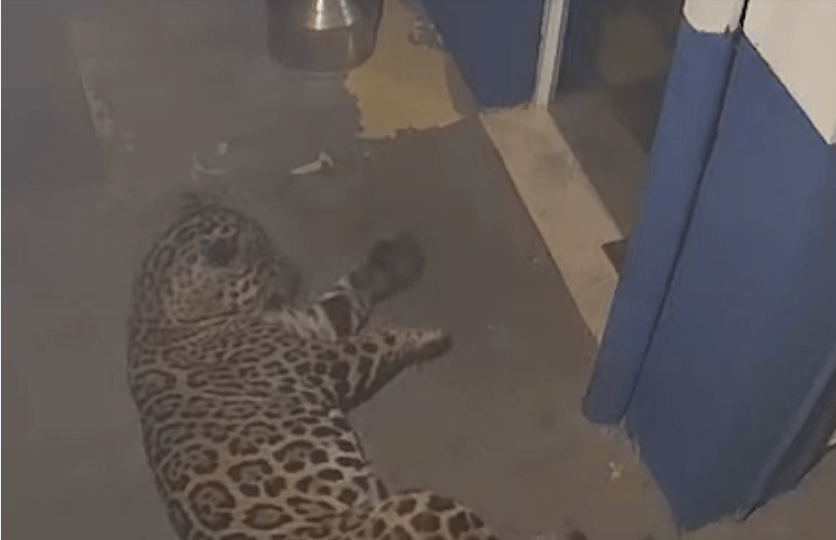 Onça "descansa" em frente da porta de empresa no Paraná