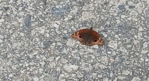 Borboleta é vista como sinal de santa em Santa Catarina