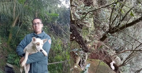 Cão é resgatado após passar quatro dias preso em penhasco de 30 metros em Videira