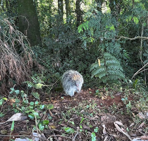 Aparição curiosa: porco-espinho invade oficina mecânica no Centro de Cunha Porã