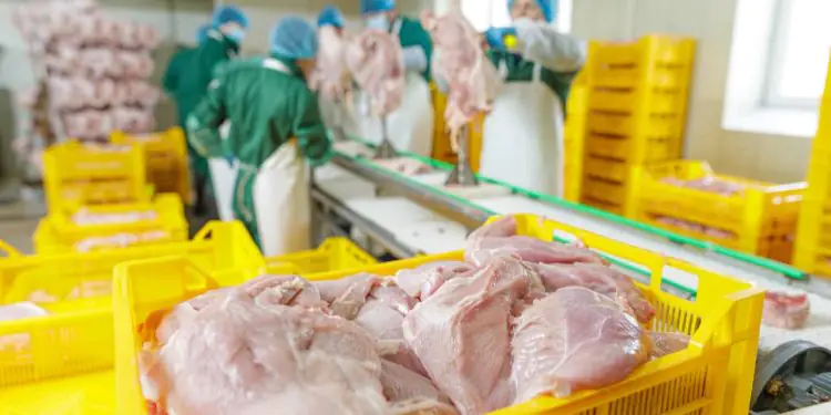Exportações de frango do Brasil devem crescer em 2026 e superar 5 milhões de toneladas