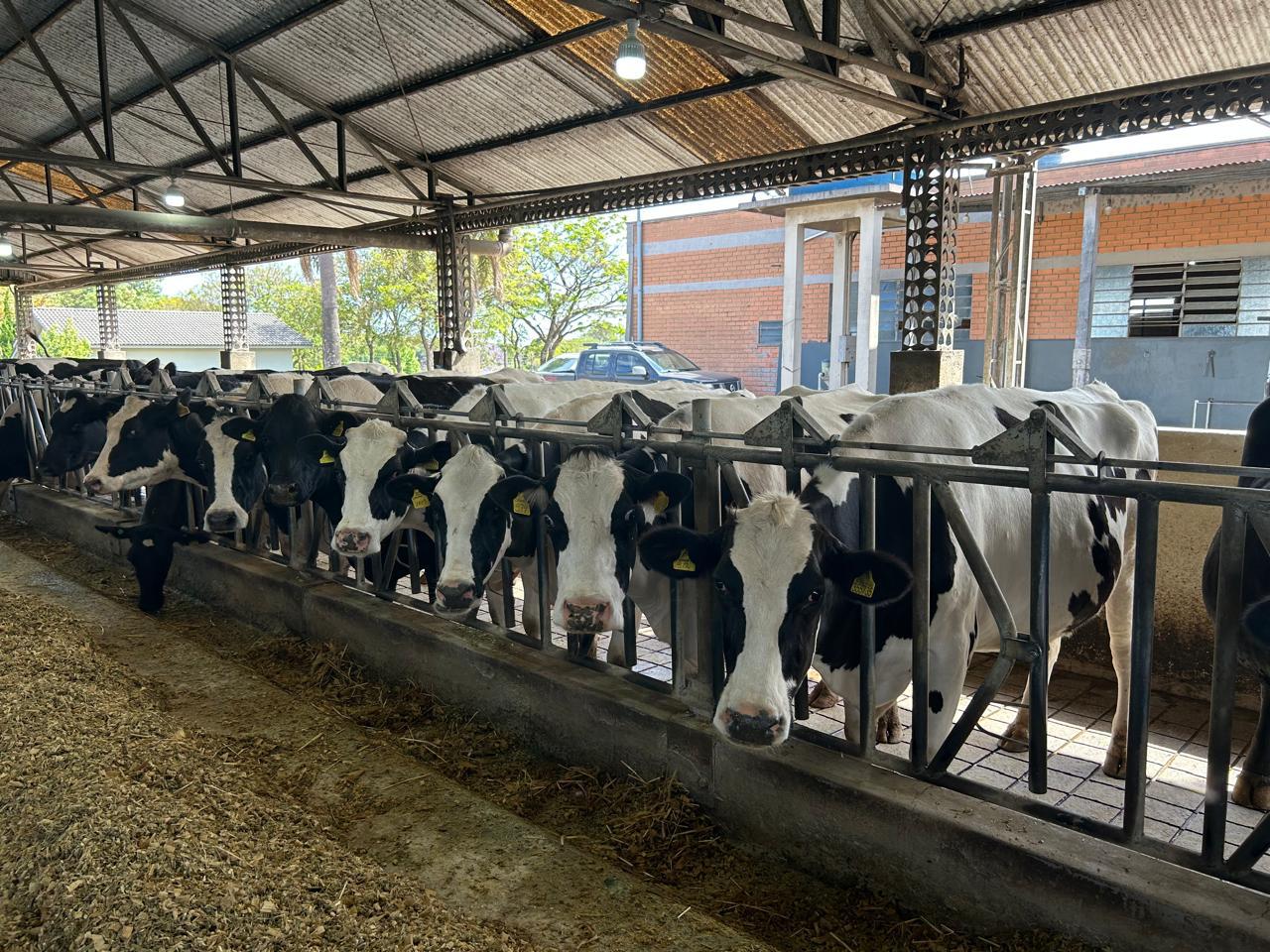 Linha de crédito para o leite inicia com alta procura e libera R$ 4,57 milhões em SC