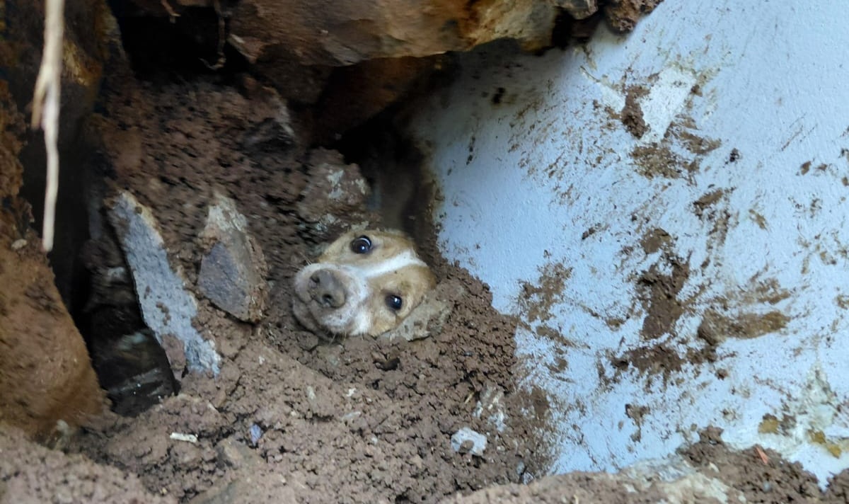Latidos salvam cachorro soterrado do pior no Oeste