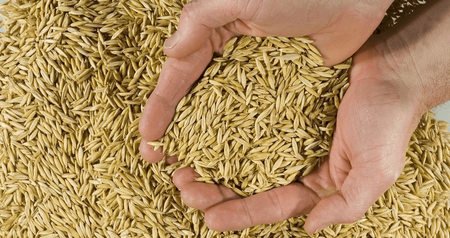 Secretaria de Agricultura disponibiliza sementes de pastagem de inverno aos produtores em Serra Alta 