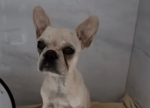 Cãozinho engole 48 pedras de crack em Joinville