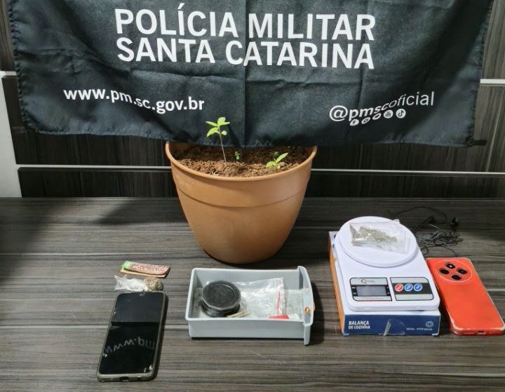 Polícia Militar localiza plantas de maconha em Pinhalzinho