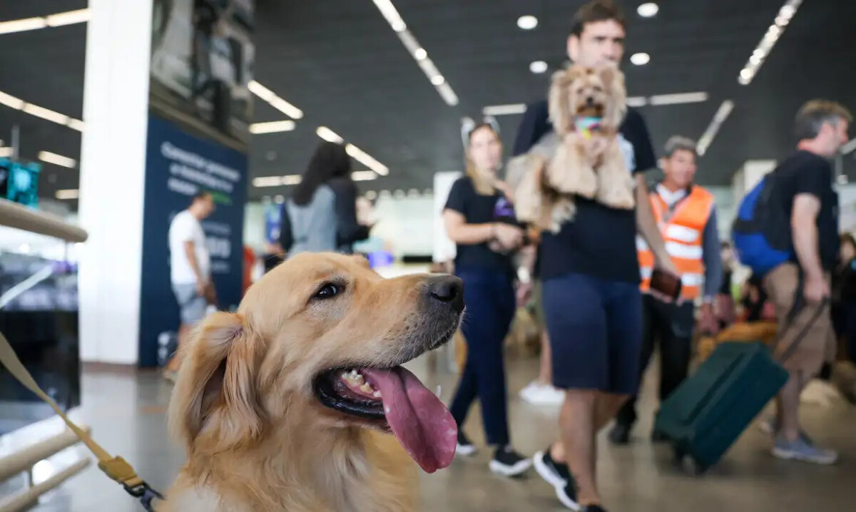 Senado aprova Lei Joca e abre caminho para pets de até 50 kg viajarem na cabine de aviões