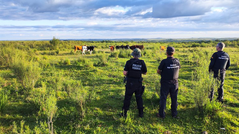 Esquema ilegal de gado do Uruguai é alvo da Polícia Federal na região