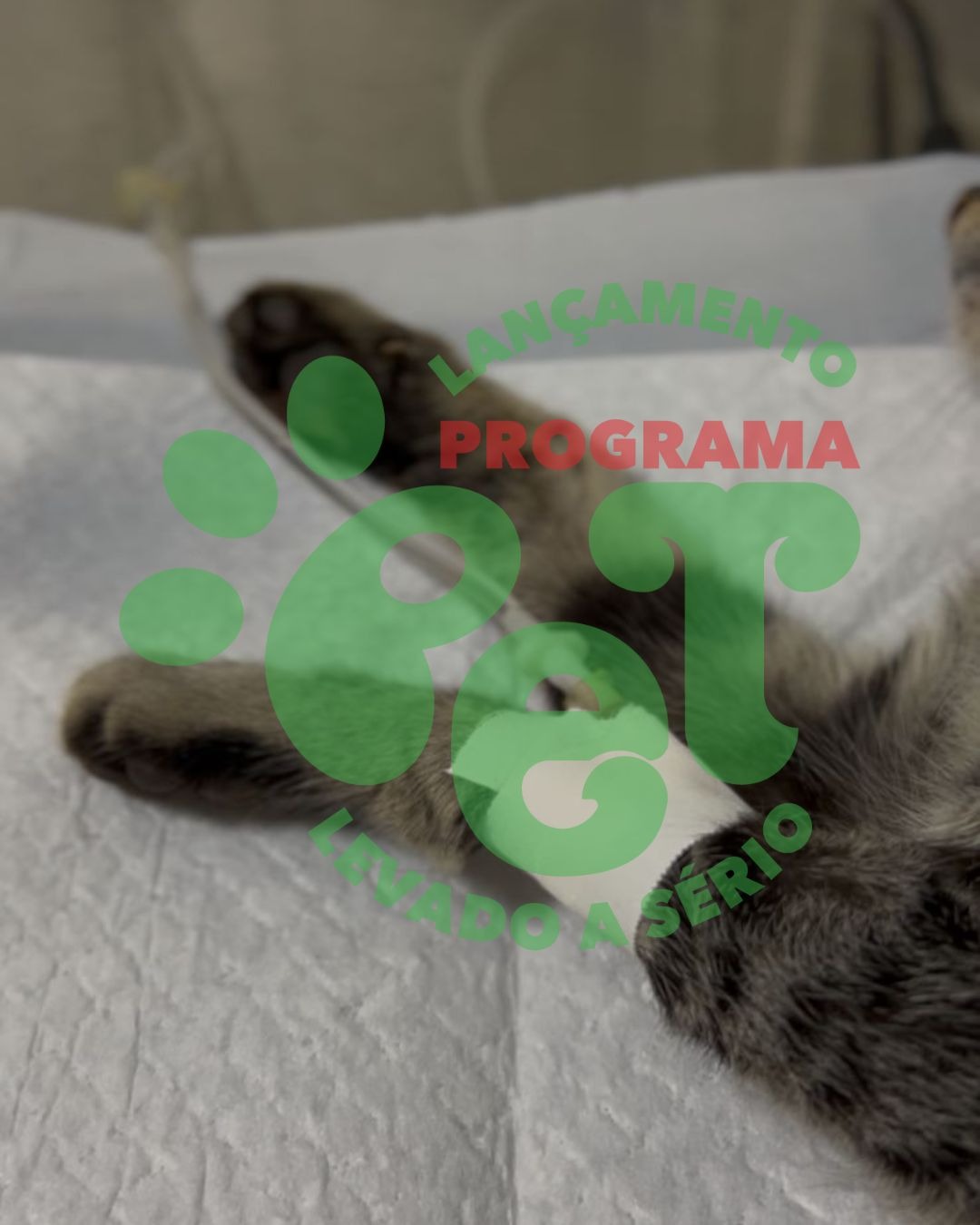 Programa Pet Levado à Sério inicia castrações e prevê atendimento a 220 animais em Saudades