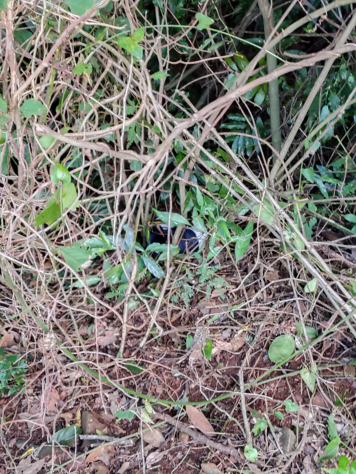 Adolescente de 15 anos é identificado como vítima de homicídio em Cunha Porã