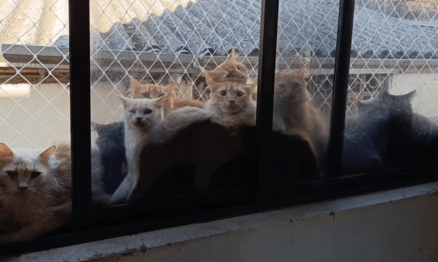 Caso de 400 gatos debilitados em apartamento começou há mais de 10 anos