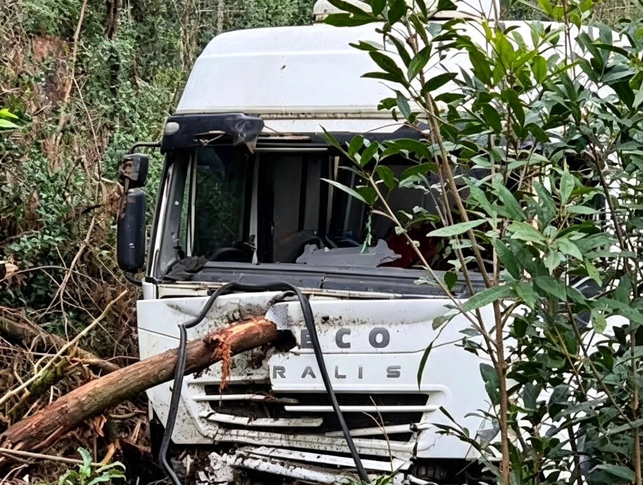 Eucalipto atravessa cabine de caminhão; condutor escapa ileso