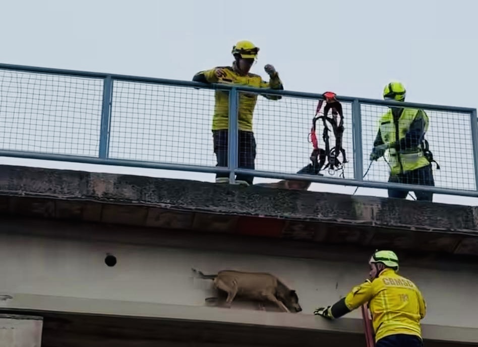Companheirismo de cães marca resgate no Oeste
