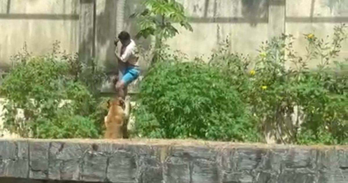 Leoa mata visitante que entrou na jaula dela