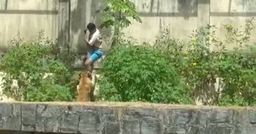 Leoa mata visitante que entrou na jaula dela