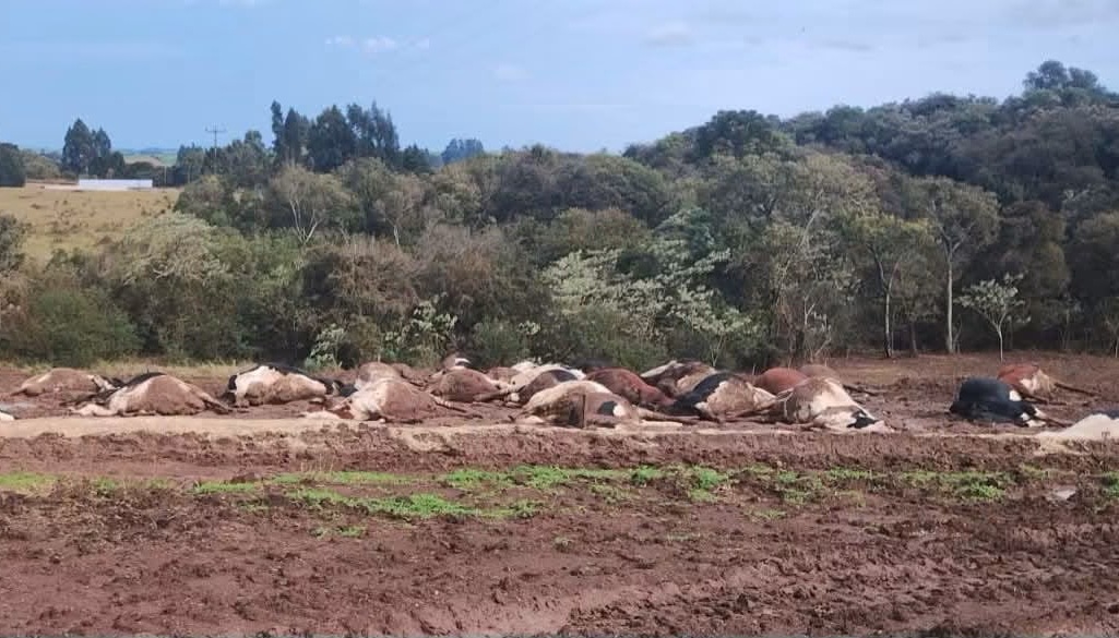 Cerca de 30 vacas morrem eletrocutadas no Oeste
