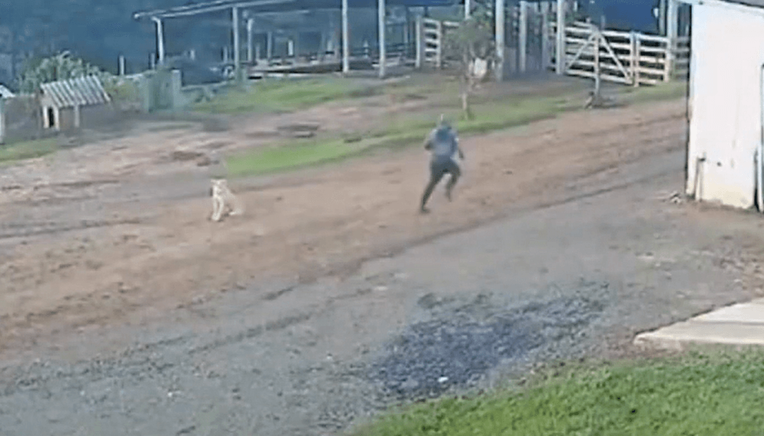 Rapaz corre para escapar de javali em comunidade rural