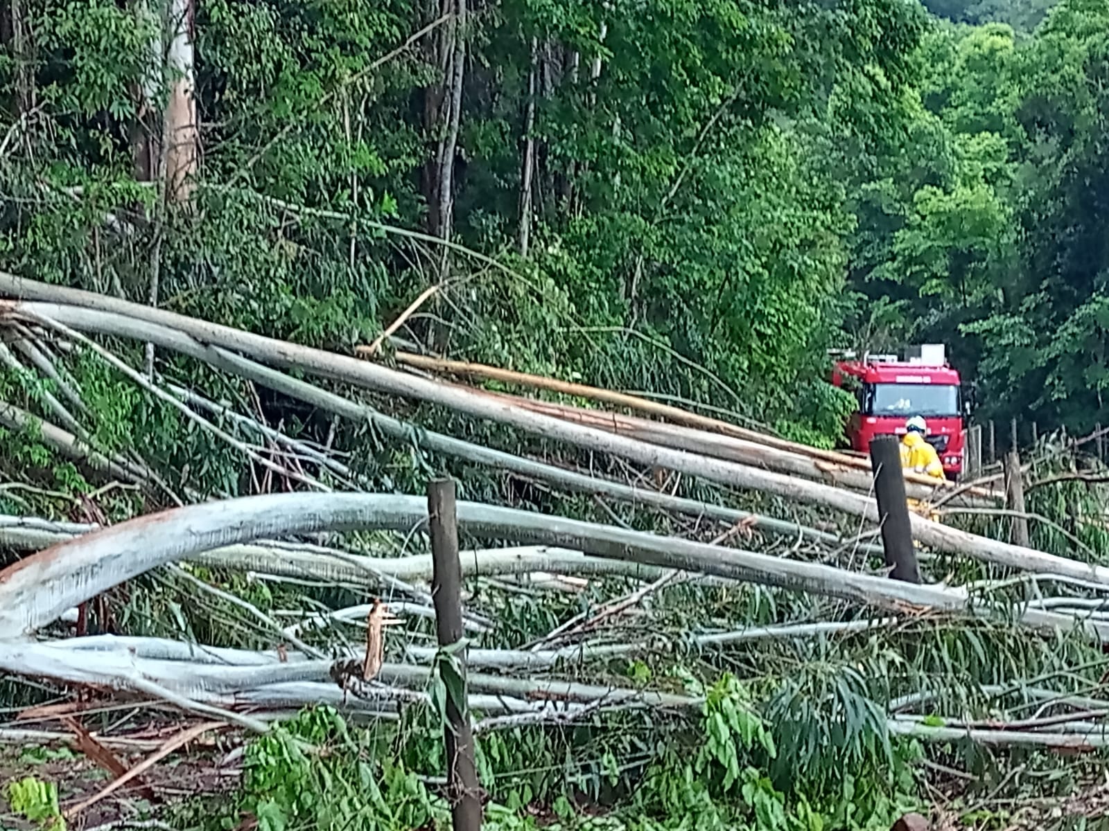 Cerca de 20 árvores são retiradas e via é liberada após temporais em Xanxerê