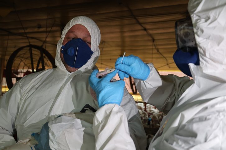 Procedimentos sanitários avançam em granja com 36,8 mil perus em Coronel Freitas