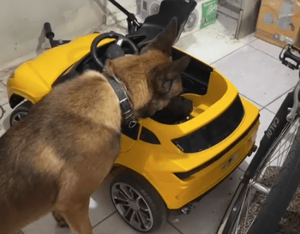 Cão farejador desconfia de brinquedinho... polícia acha surpresa