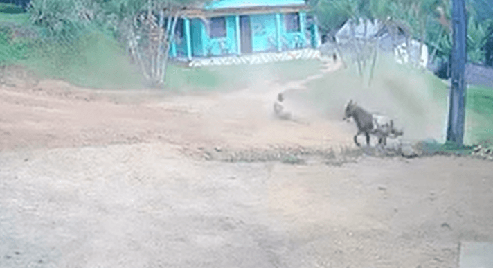 Burro derruba homem em "alta velocidade"
