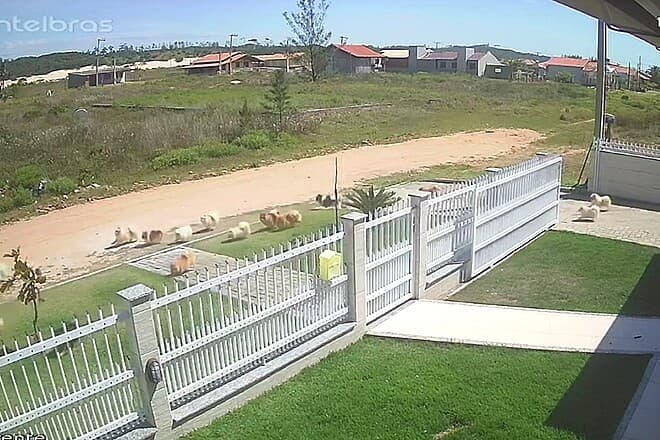 Momento que cachorros escaparam de quintal (Foto: Divulgação)