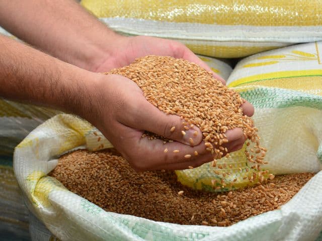 Preços de grãos e de carnes pagos aos produtores de SC aumentam  (Foto: Divulgação )