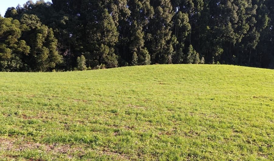 Touro ataca vovô duas vezes em Cunha Porã
