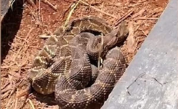 Cobras estavam em propriedade (Foto: Divulgação)