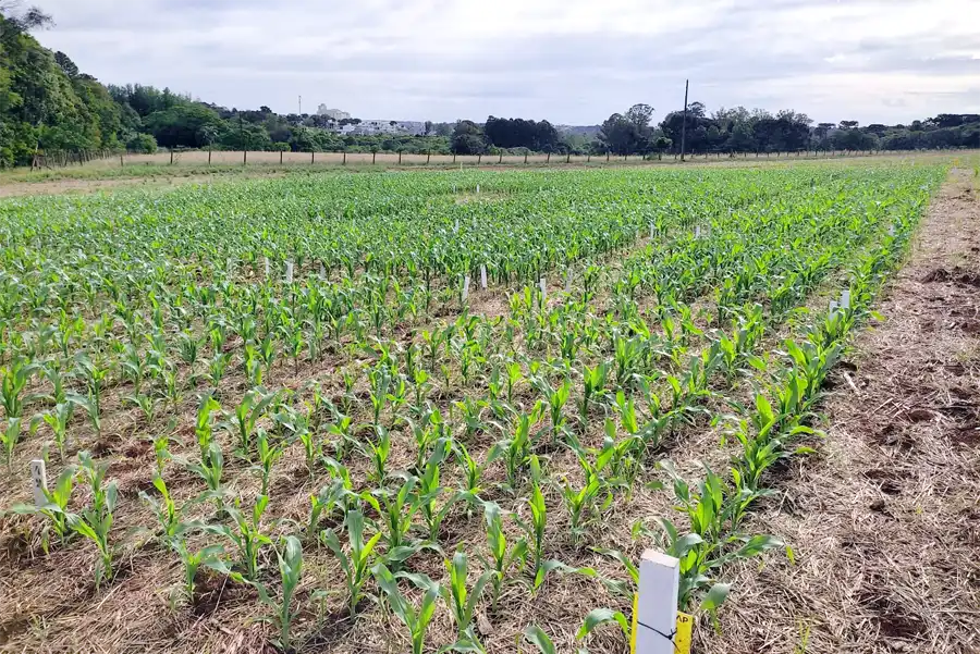 Após safra recorde, agricultores voltam a investir no milho em SC