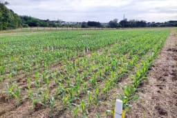 Safra de milho 2025/26 em Santa Catarina mostra sinais de recuperação (Foto: Epagri)