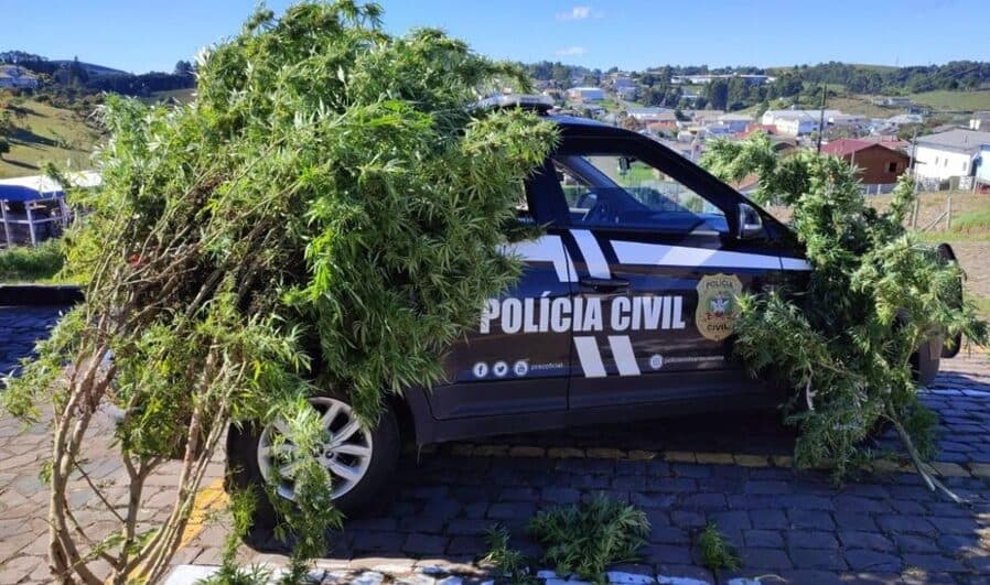 Dono de pé enorme de maconha alega "consumo pessoal"