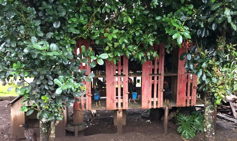 Polícia resgata aves envolvidas em rinhas de galos  (Foto: Polícia Civil )
