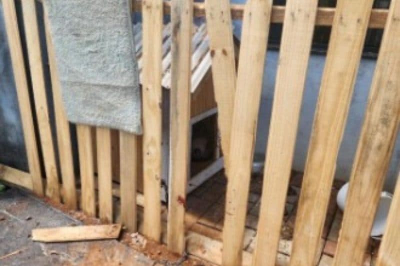 A PM constatou que o animal vivia em local inapropriado e sofria maus tratos (Foto: Divulgação/PM)