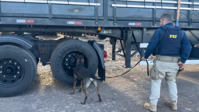 Cachorros encontraram algo errado no Oeste (Foto: PRF)
