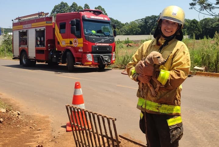 Bombeiros resgatam filhote de cachorro preso a bueiro em Chapecó  (Foto: Bombeiros )