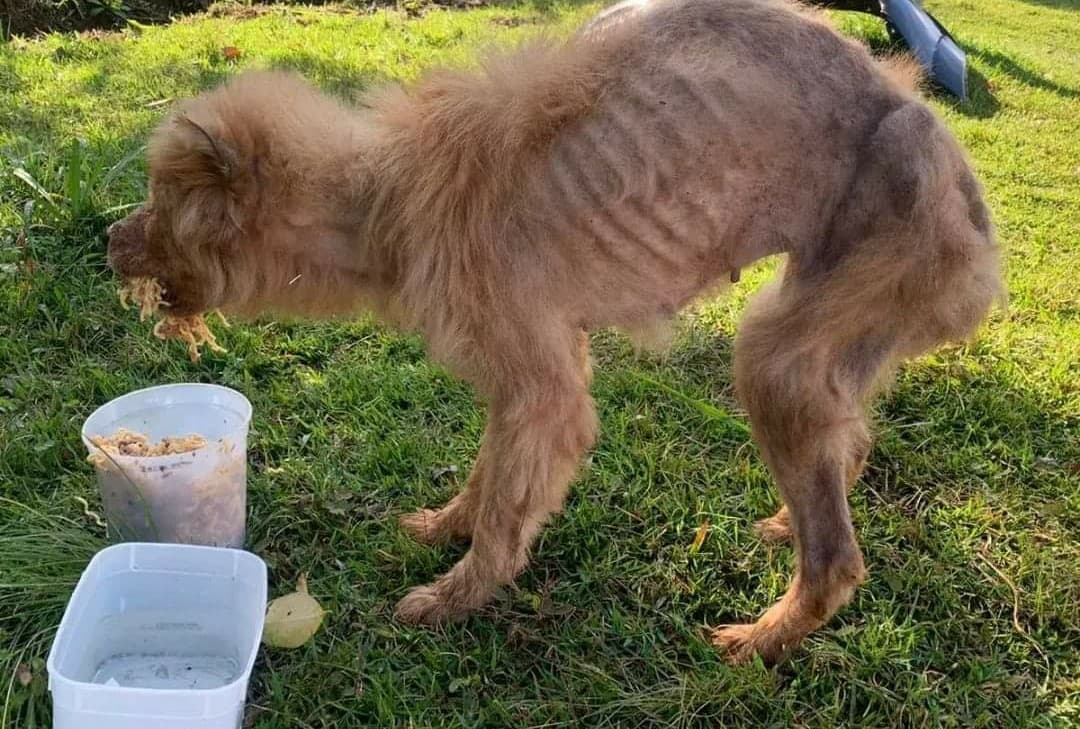 Animal foi encontrado pela polícia muito debilitado (Foto: Polícia Civil)