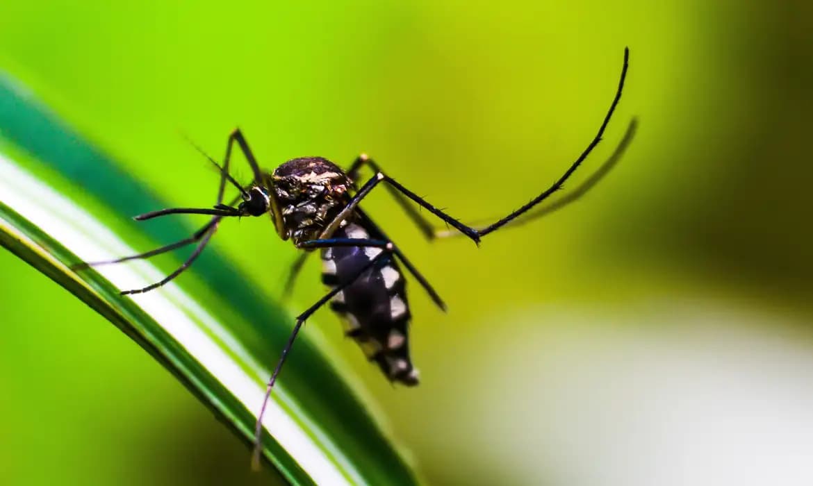 Perigo invisível: dengue cresce em Pinhalzinho mesmo no outono