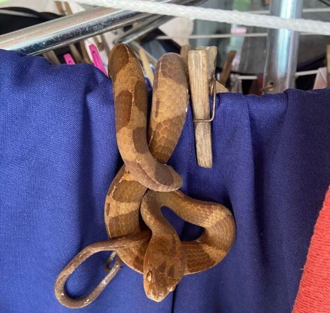 Dona de casa dá de cara com cobra no varal